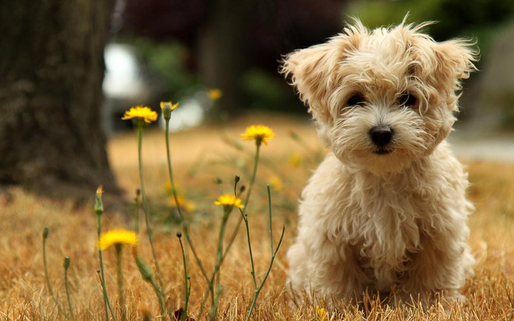 Adiestramiento canino, coach de vida