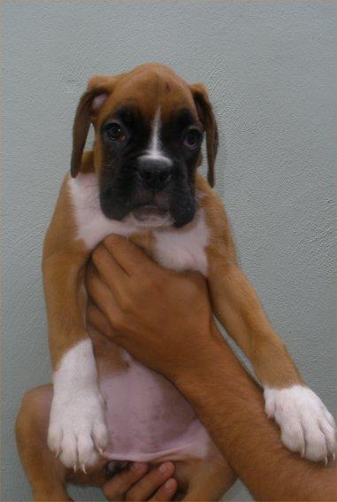 Boxer preciosas cachorras