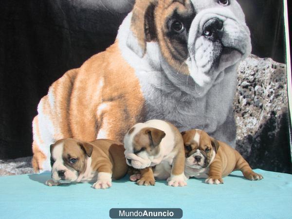 bulldog ingles dos meses de edad¡¡ ven a verlos¡