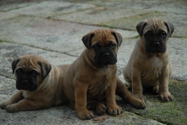 Bullmastiff, impresionante camada