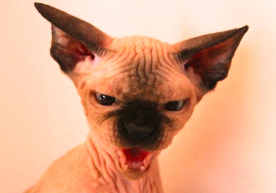 cachorros y adultos de gato sphynx sin pelo