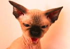 cachorros y adultos de gato sphynx sin pelo - mejor precio | unprecio.es