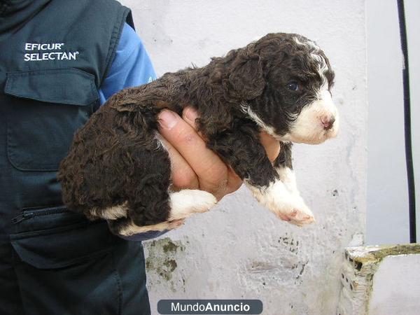 Excelente camada de Perro de Aguas Español