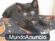 Gato negro libre para un buen hogar