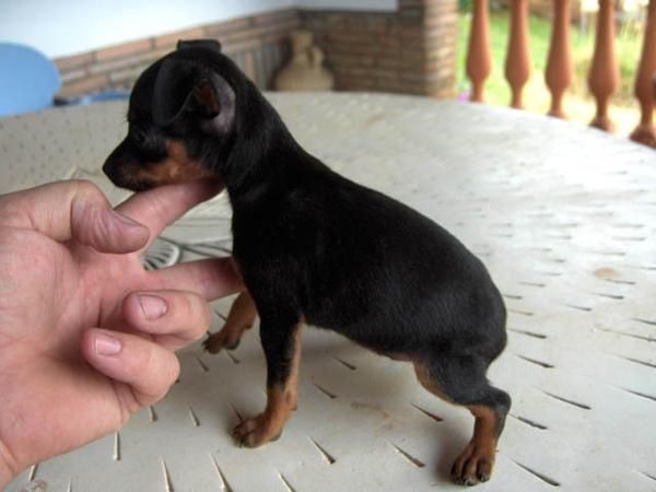 Hembra PINSCHER MINIATURA