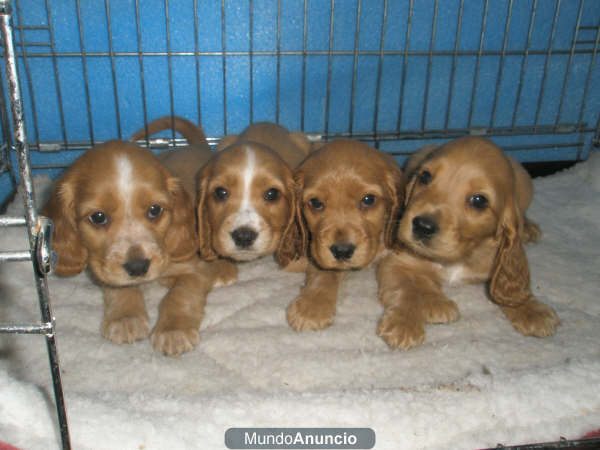 LINDOS CACHORRITOS DE COCKER INGLES A 200E