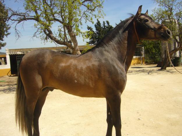 P.R.E. caballo se vende