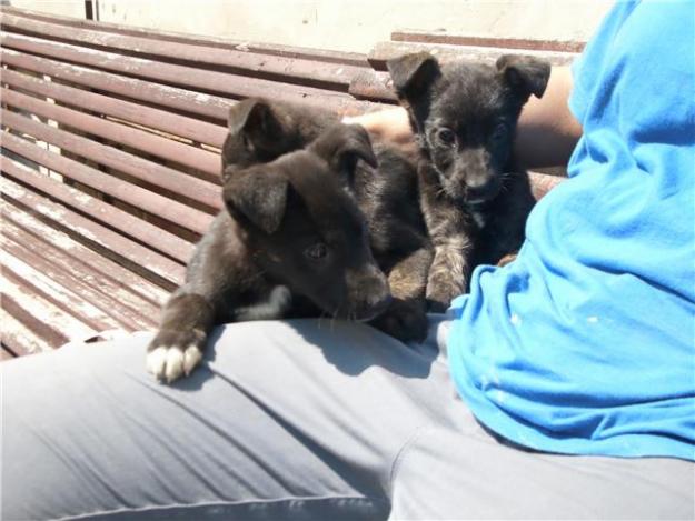 perros en riesgo de sacrificio,adopcion