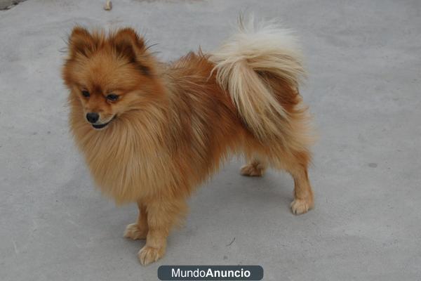 pomerania enano