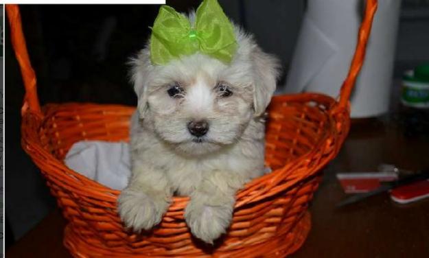 Preciosa cachorrita  bichon-maltes toy, el mejor regalo para navidad