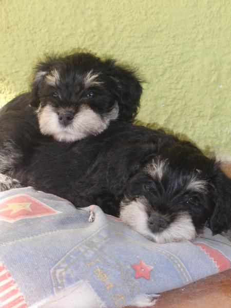 Schnauzer miniatura negro y plata con pedigree