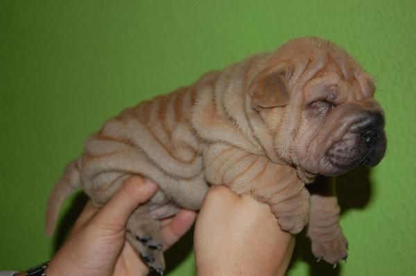 SHARPEI ARRUGADO,SHAR PEI ECONOMICO