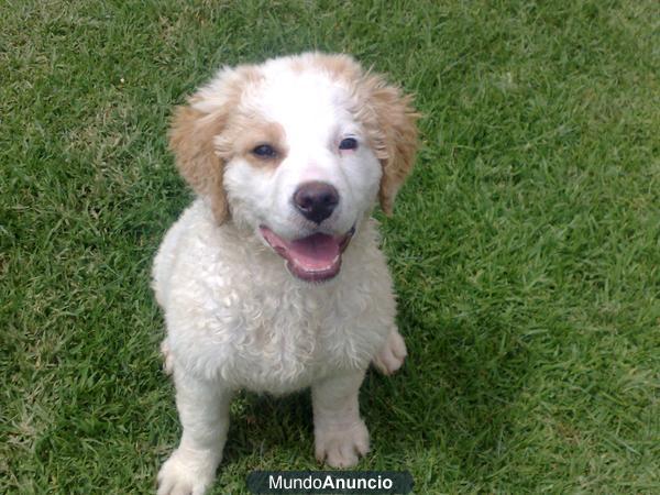 PRECIOSA PERRITA TAMAÑO PEQUEÑO EN ADOPCIÓN URGENTE