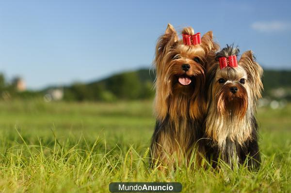 Yorkshire toy pequeñisimos, preciosos.Fantásticos cachorritos de Yorkshire Terrier de 70 días, peso de adulto sobre kilo