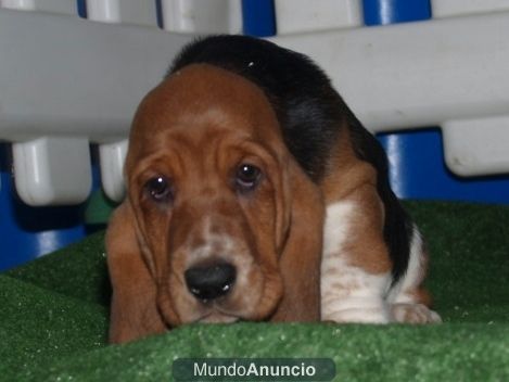 Basset Hound, economicos y excelentes cachorros  ¡ pura raza !