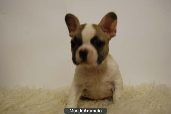 Bulldog frances, Blancos Con Parche , fawn y negros, excelente calidad y garantias