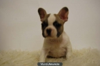 Bulldog frances, Blancos Con Parche , fawn y negros, excelente calidad - mejor precio | unprecio.es