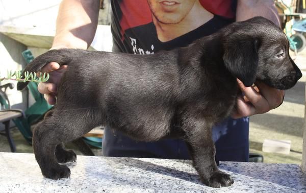 Cachoros de Labrador con espectacular pedigree