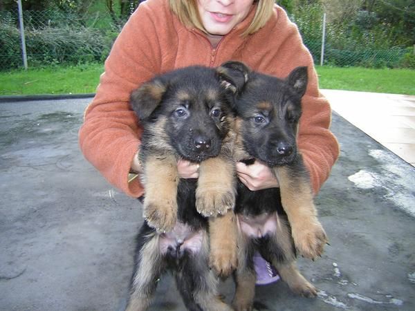 cachorros de pastor aleman