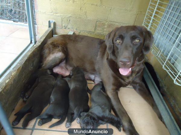 camada de labradores chocolate