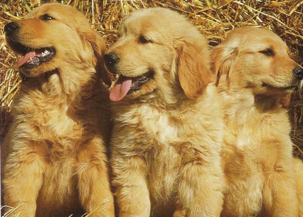 FABULOSOS CACHORROS DE GOLDEN RETRIEVER