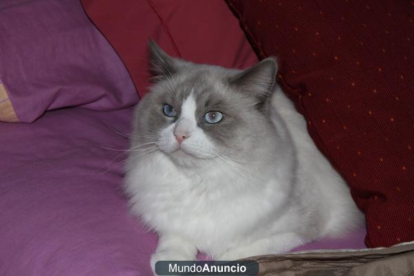 Gatitos Ragdoll con pedigree