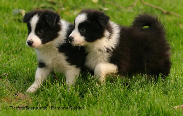 INMEJORABLES CACHORROS BORDER COLLIE