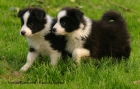 INMEJORABLES CACHORROS BORDER COLLIE - mejor precio | unprecio.es