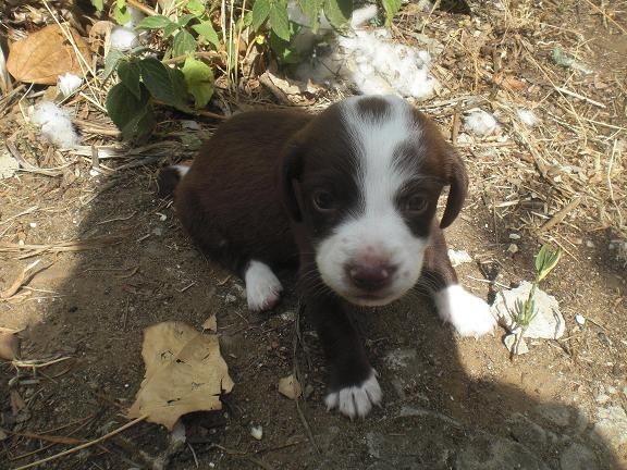 Miny cachorrita cruce Teckel busca hogar