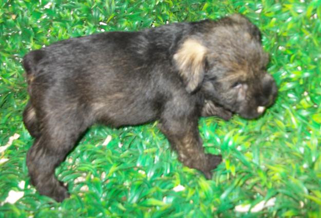 Schnauzer mediano sal y pimienta