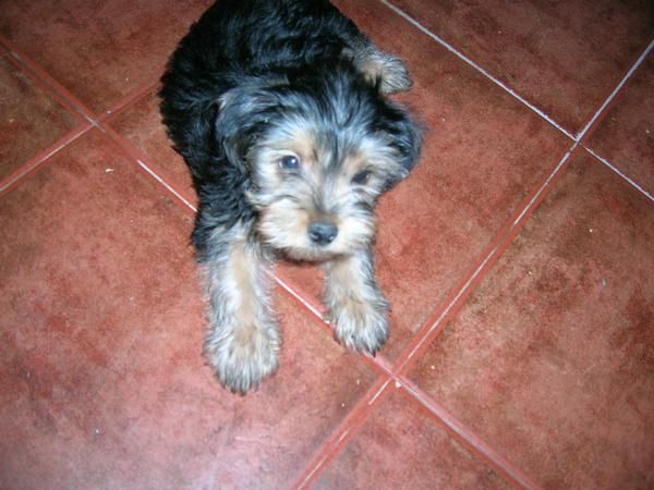 se vende yorshire terrier