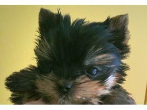 T-CUP MACHO YORKSHIRE TERRIER