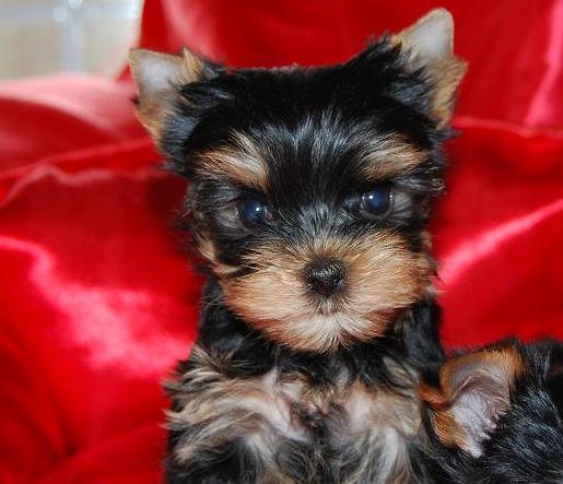 Yorkshire terrier cachorritos