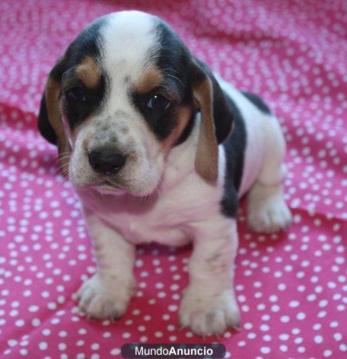 Adoption,Basset Hound