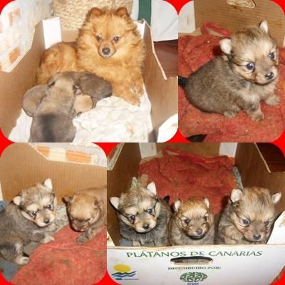 cachorritos cruce lulu de pomerania con yorkshire