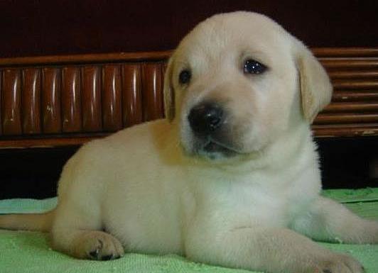 Labradores cachorros