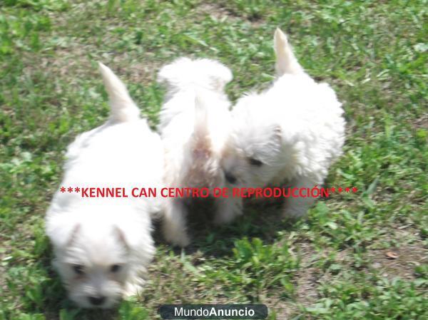 Lindos cachorros de westy