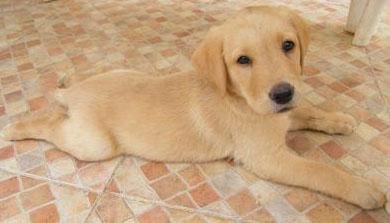 que bonitos son estos labradores