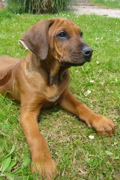 Rhodesian Ridgeback