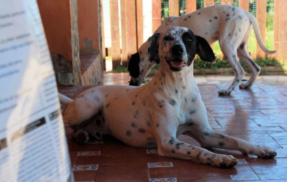 TOM Y JERRY, cruce de dalmata en adopción