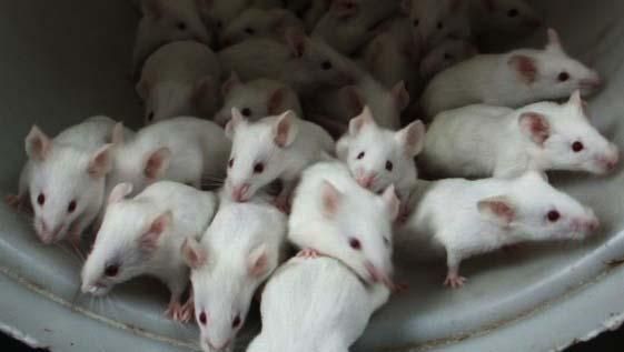 vendo ratas de laboratorio medianas 1,20 pequeñas1 euro