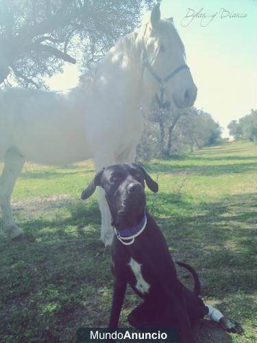 Busco persona que me deje montar a caballo.