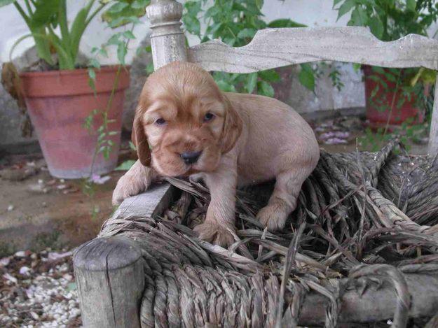 CACHORROS COCKER SPANIEL INGLES PURA RAZA