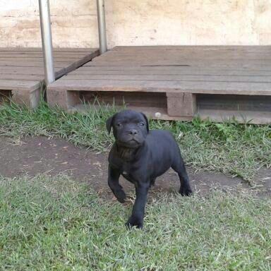 exclusivos cachorros de staffordshire bullterrier negros y marrones para compañia