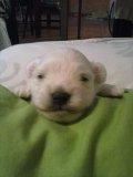 Se vende ultimo cachorro de bichon maltes