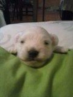 Se vende ultimo cachorro de bichon maltes - mejor precio | unprecio.es