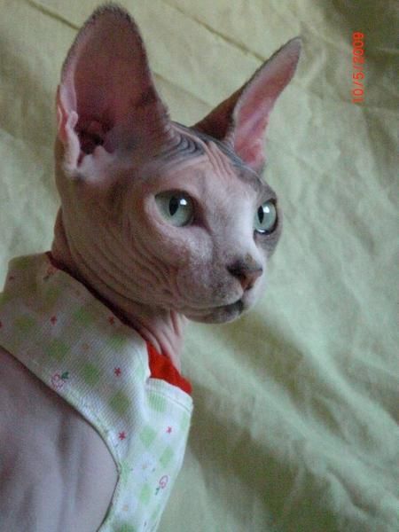 Buscamos macho sphynx para monta