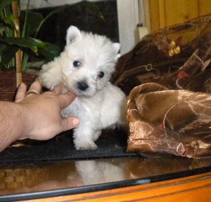 cachorritos de westys como peluches 390 euros