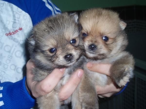 cachorro de POMERANIA  con PEDIGREE 480euros