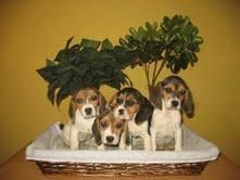 Cachorros Beagles 260 euros